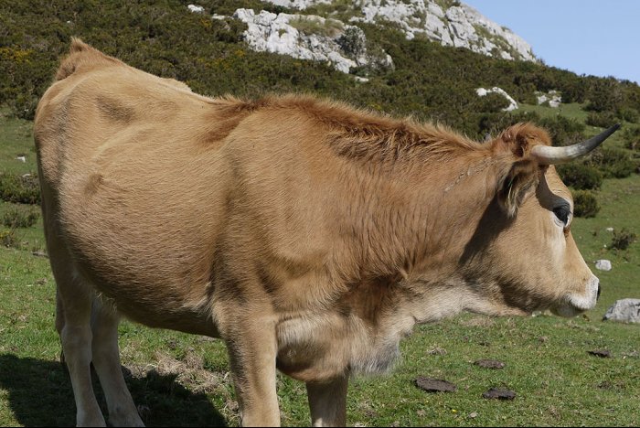 A cautious cow